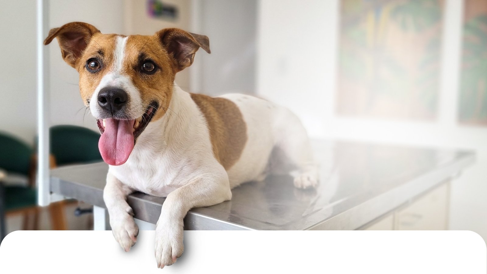 clínica veterinária em jundiaí para cachorro